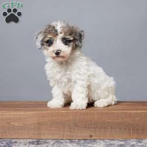 Rubio, Miniature Poodle Puppy